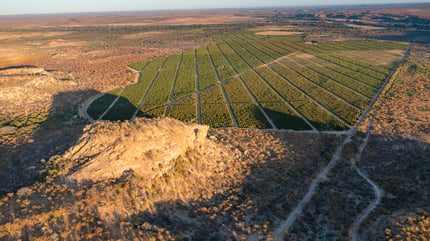 Limpopo Citrus Next to the Limpopo River (1)